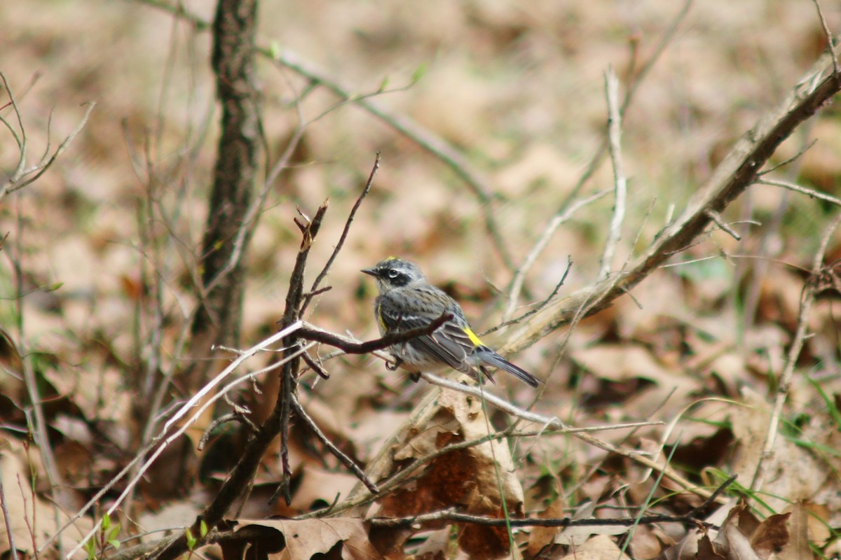 Yellow-rumped Warbler - ML321553441