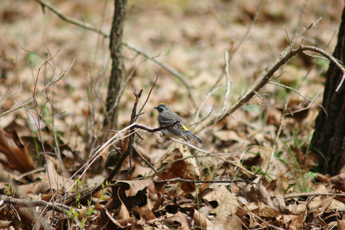 Yellow-rumped Warbler - ML321553451