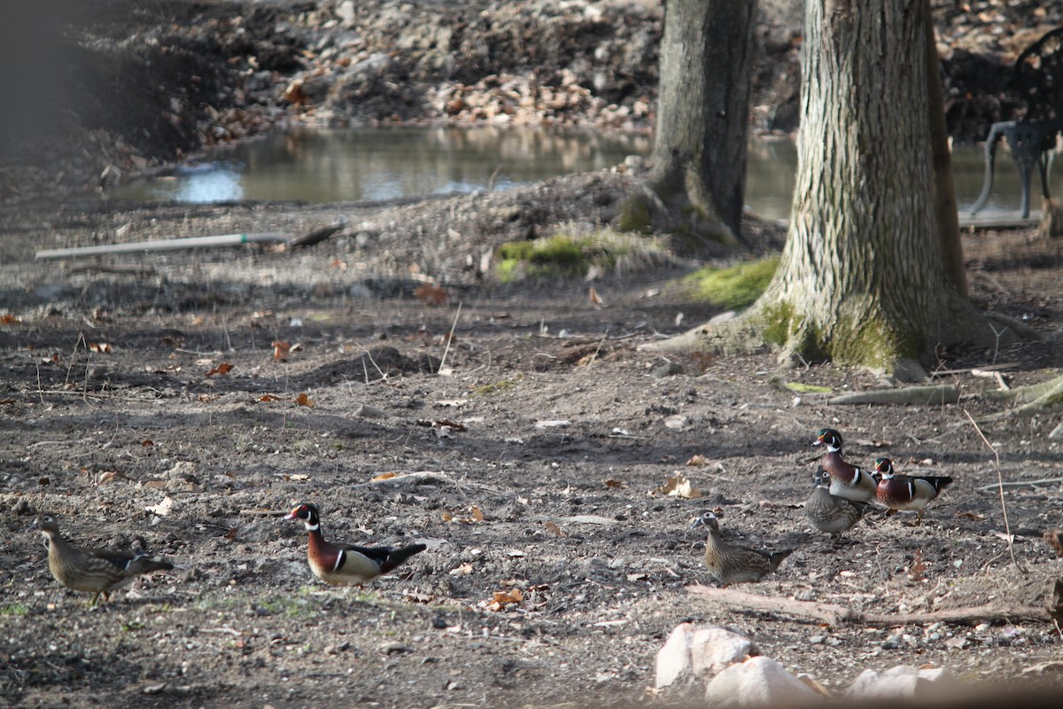 Wood Duck - ML321553501