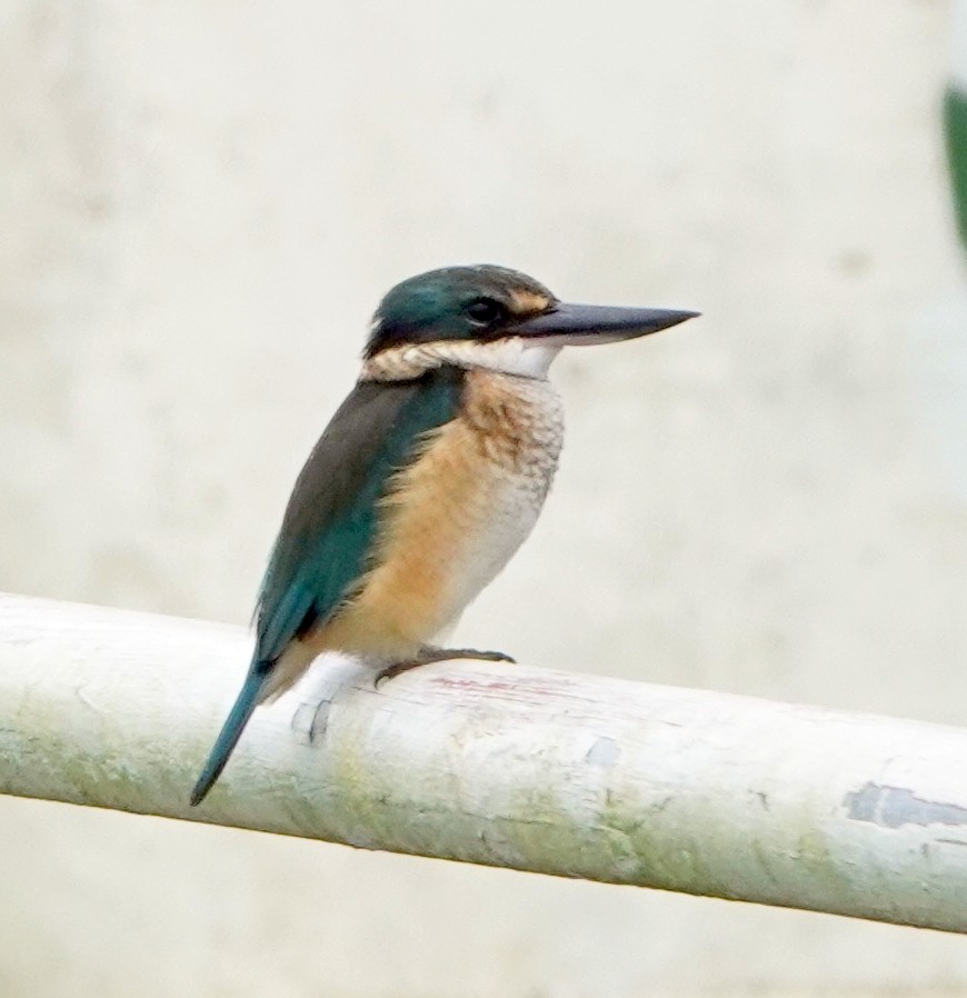 Melanesian Kingfisher (Bougainville-Guadalcanal) - ML321553991