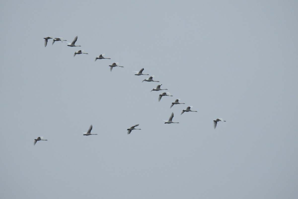 Tundra Swan - ML321554931