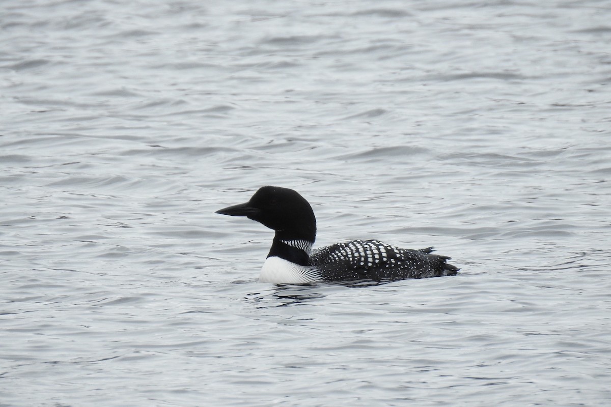 Common Loon - ML321555071