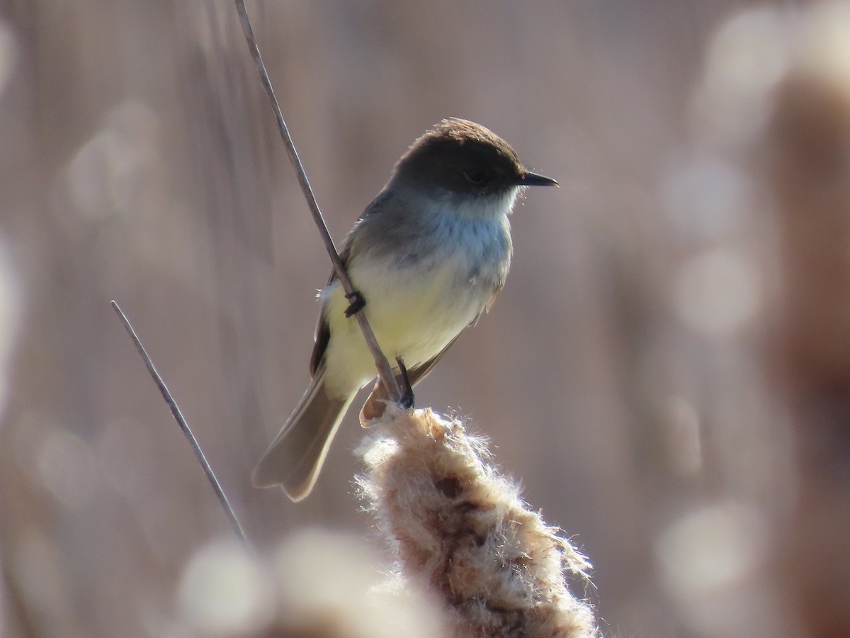 Eastern Phoebe - David Williams