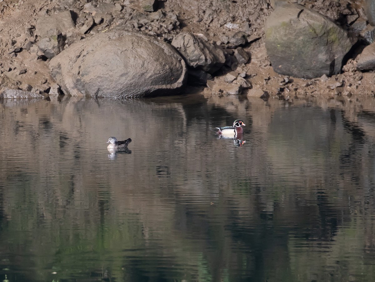 Wood Duck - ML321555571