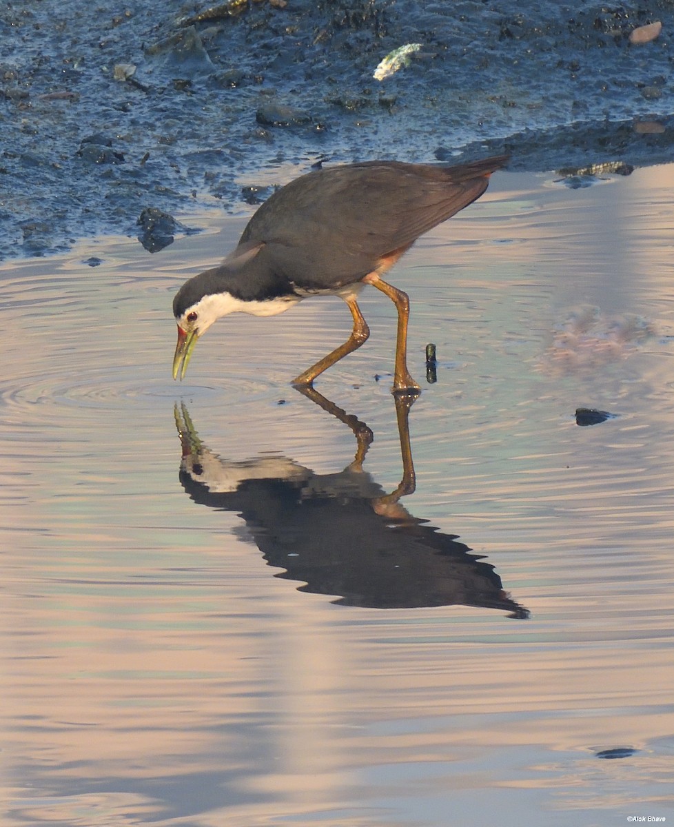 White-breasted Waterhen - ML321557251