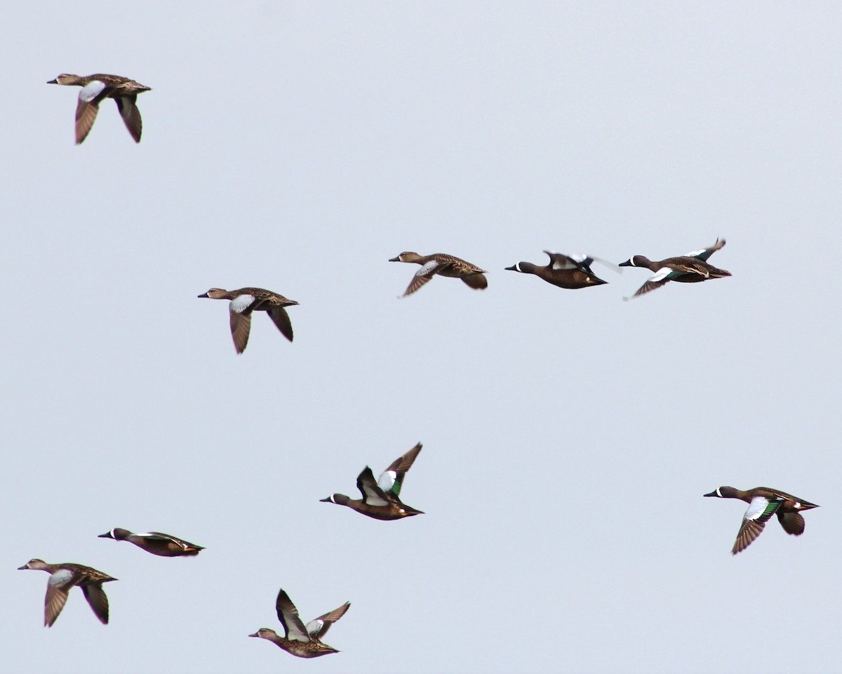 Blue-winged Teal - ML321557641