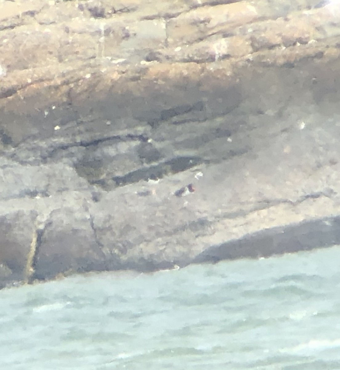 American Oystercatcher - ML321557751
