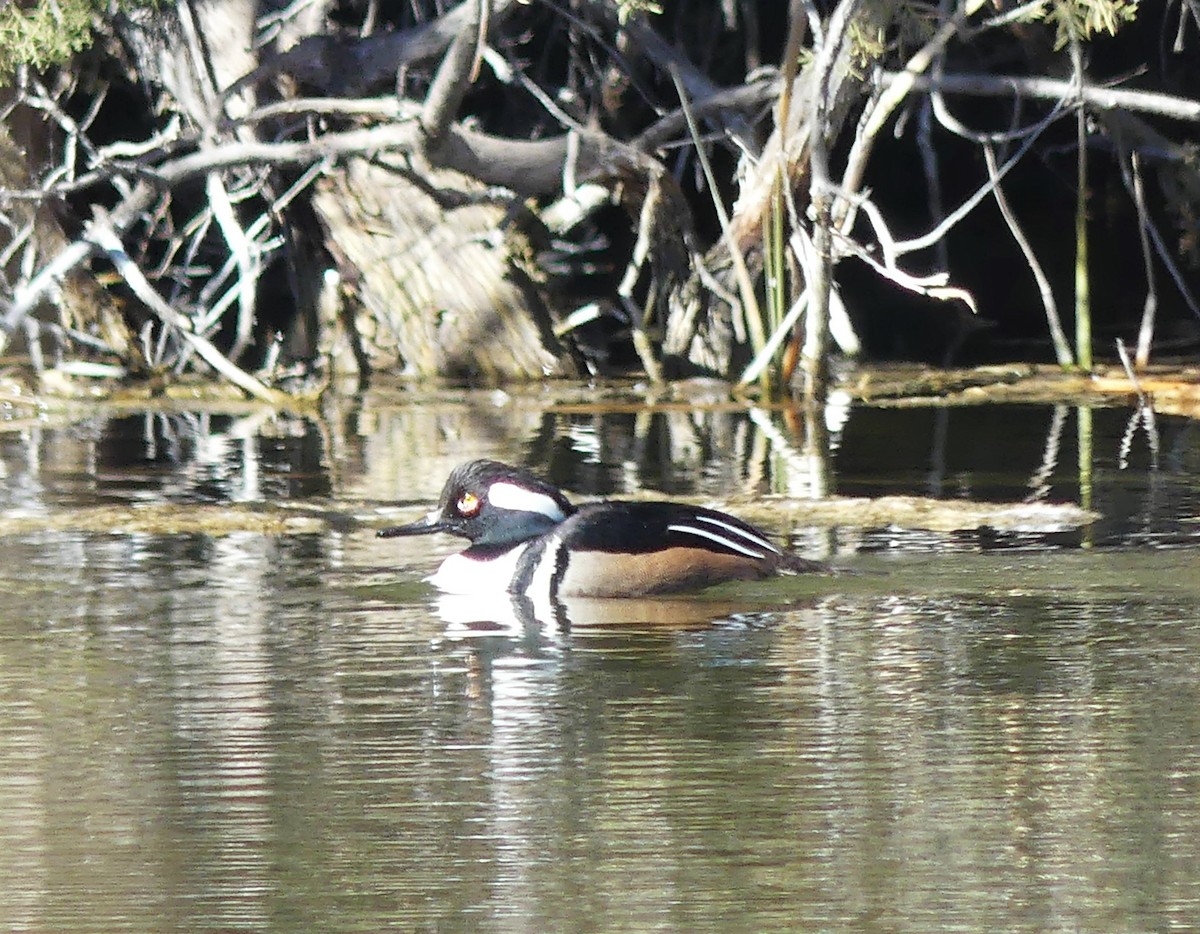 Hooded Merganser - ML321562861