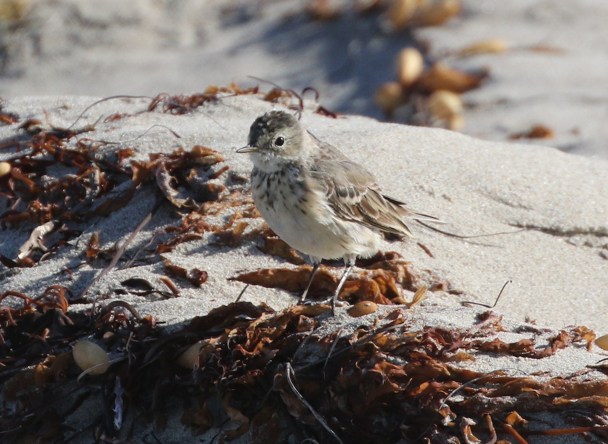 American Pipit - Mike "mlovest" Miller