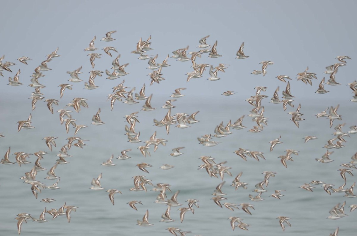 Sanderling - Tom Unsicker