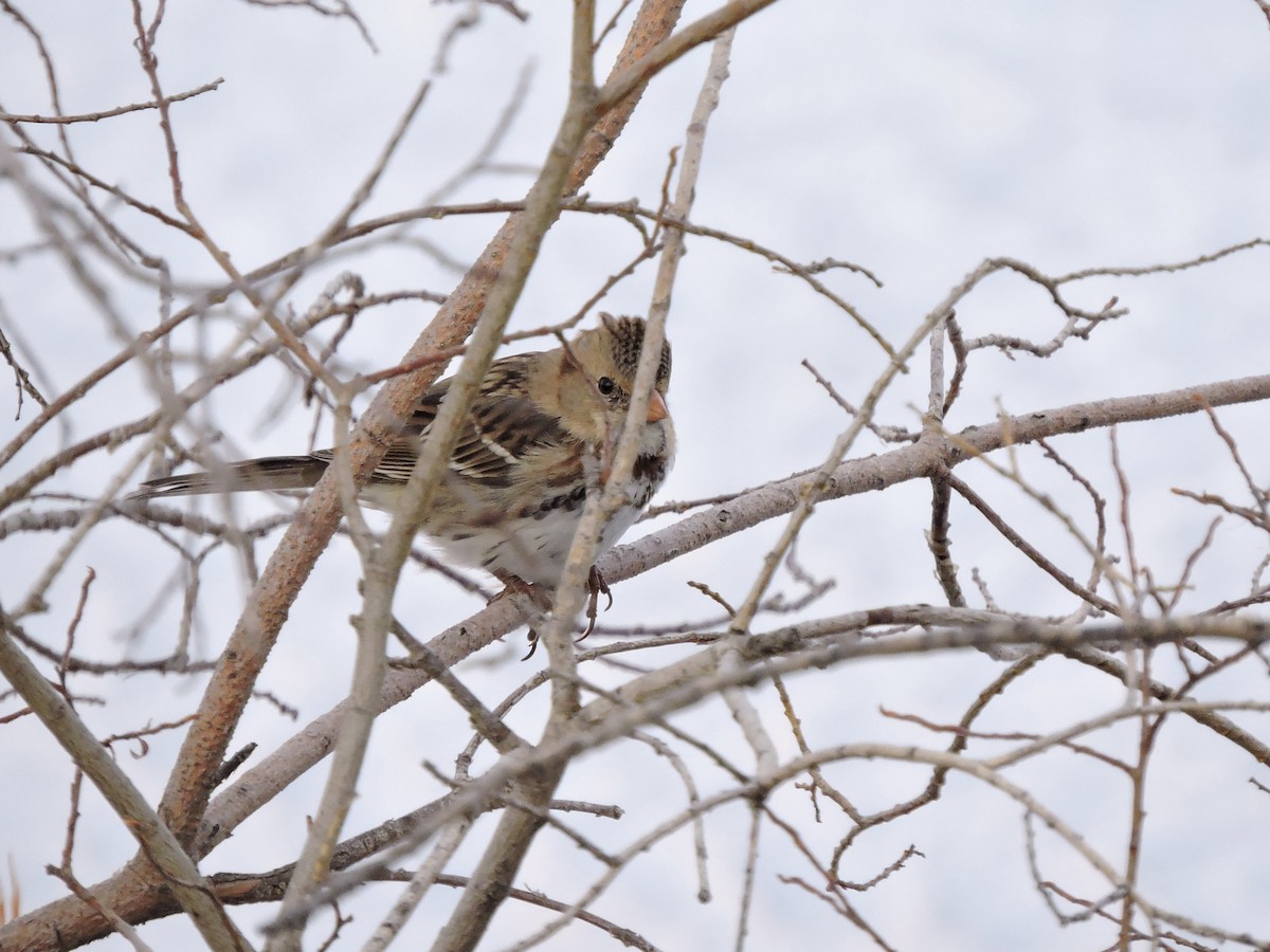 Harris's Sparrow - ML321563301