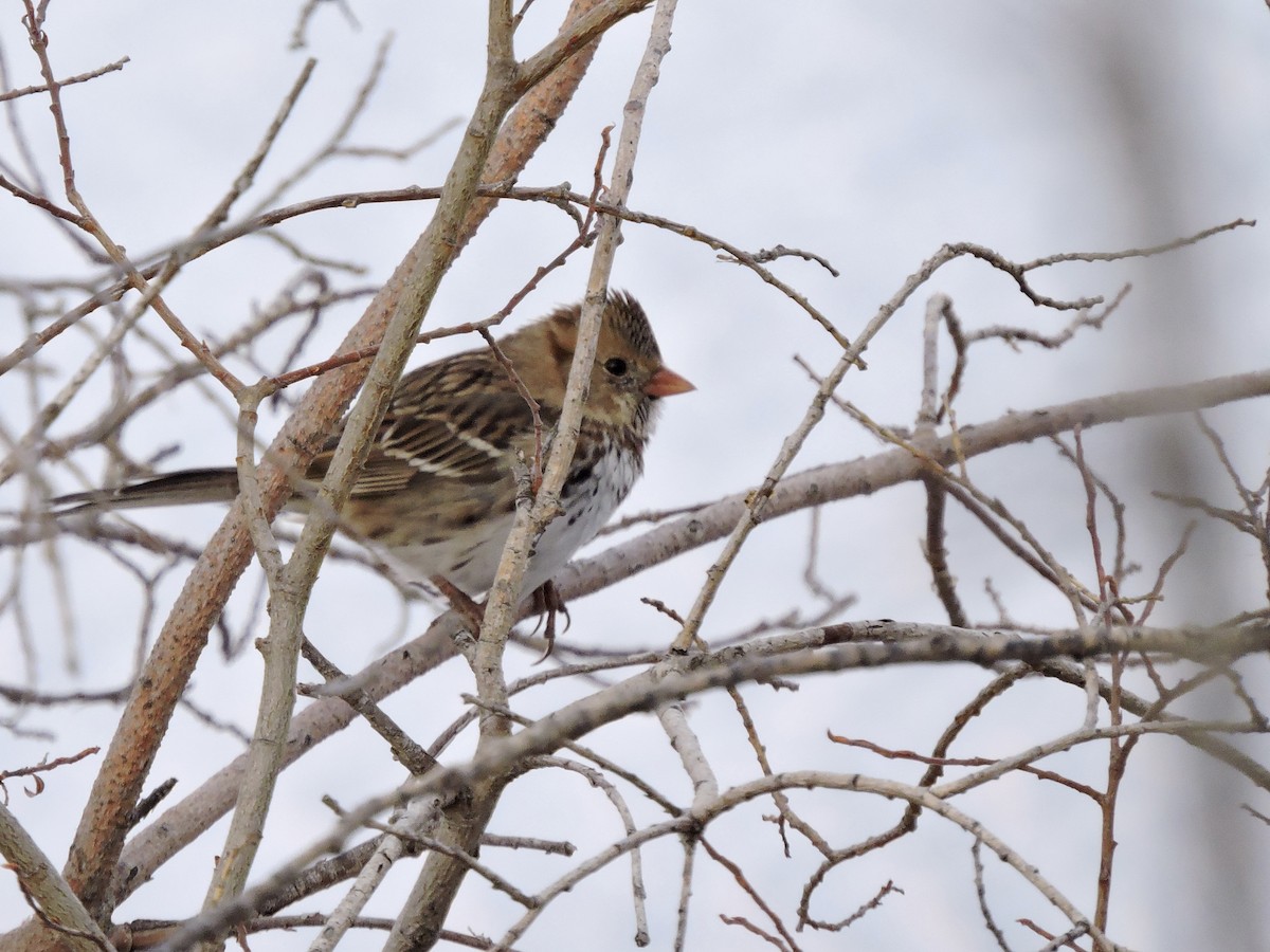 Harris's Sparrow - ML321563321