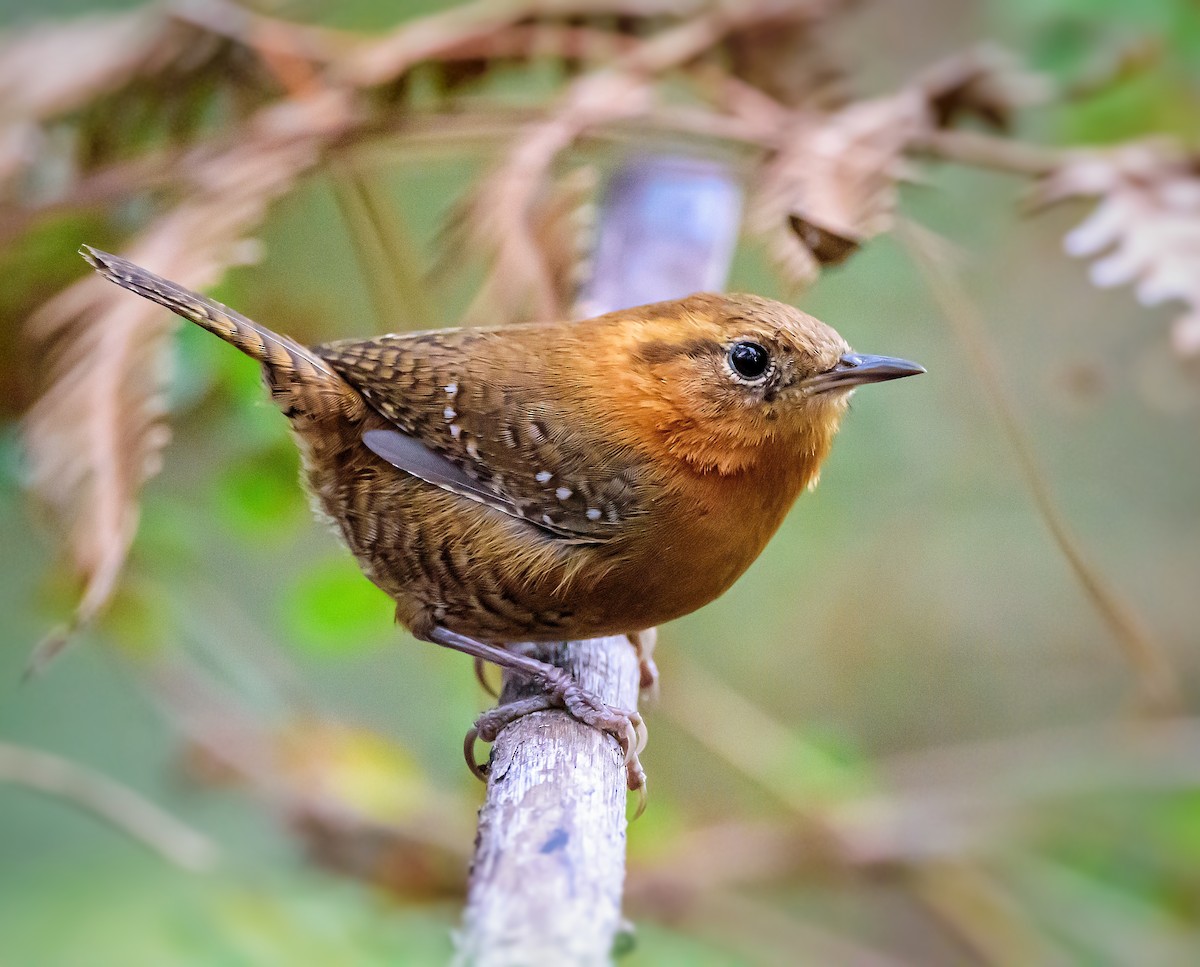 Rufous-browed Wren - Anonymous