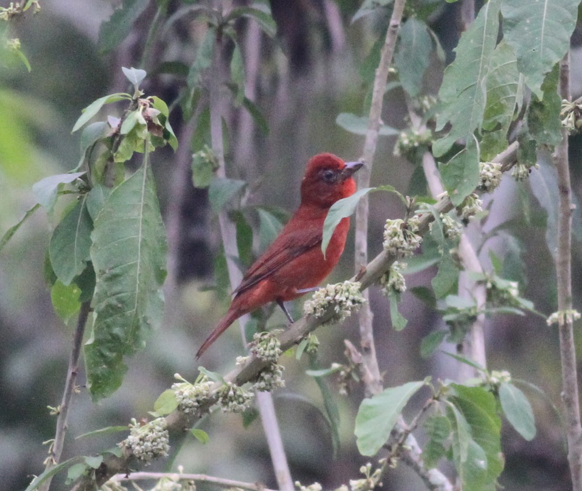 Piranga Bermeja (grupo lutea) - ML32156361