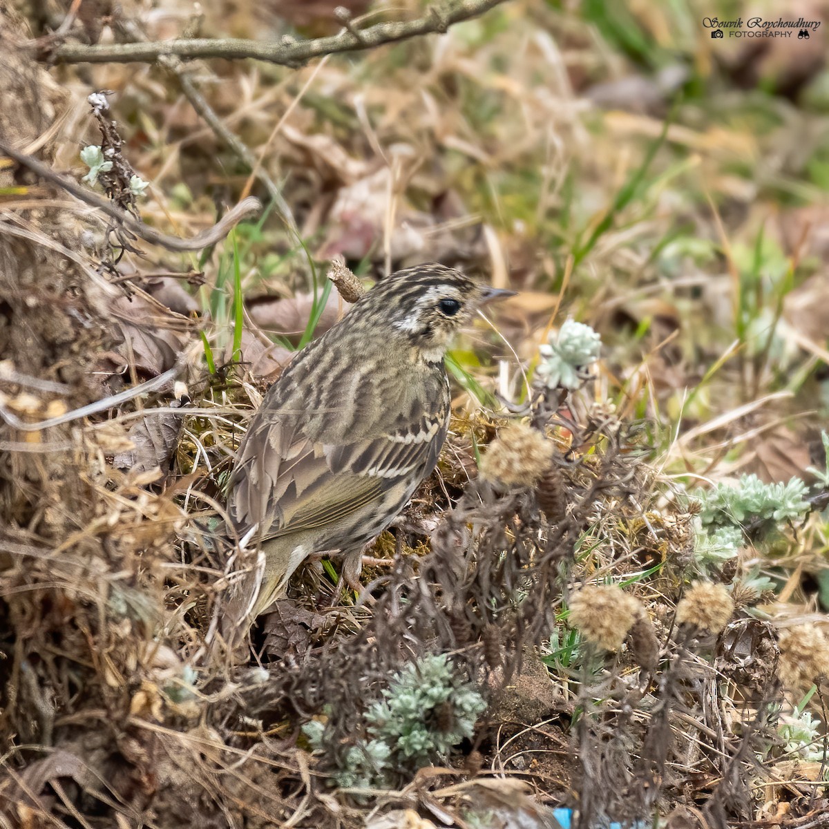 Olive-backed Pipit - Souvik Roychoudhury