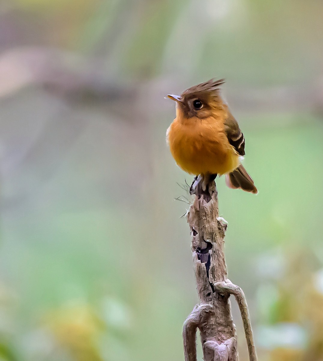 Tufted Flycatcher - ML321565471