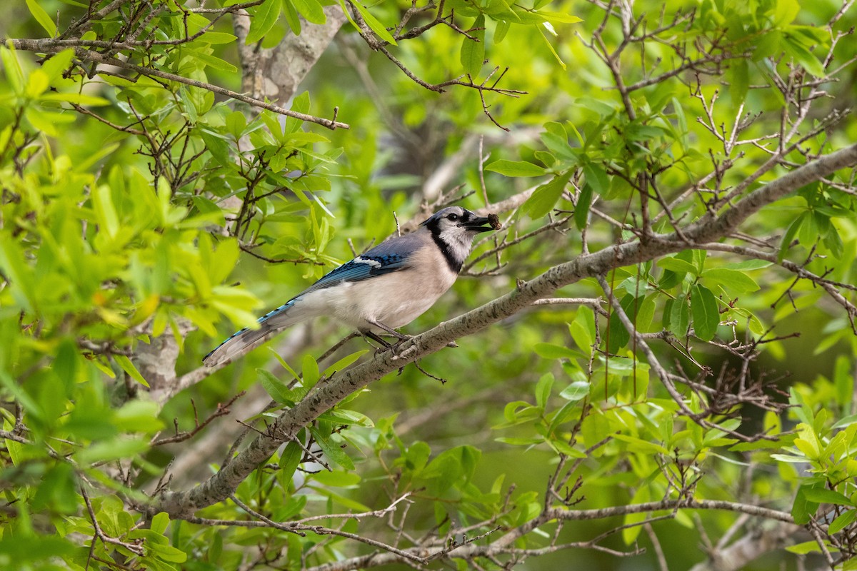 Blue Jay - ML321565741