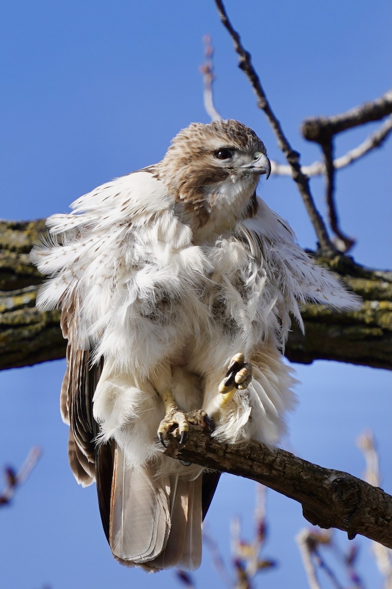 Red-tailed Hawk - ML321566521