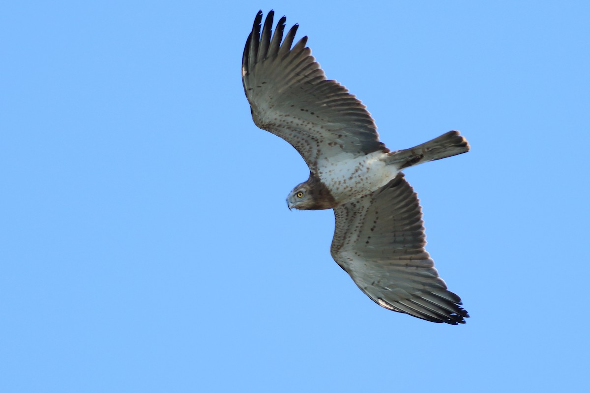Short-toed Snake-Eagle - Sérgio Correia