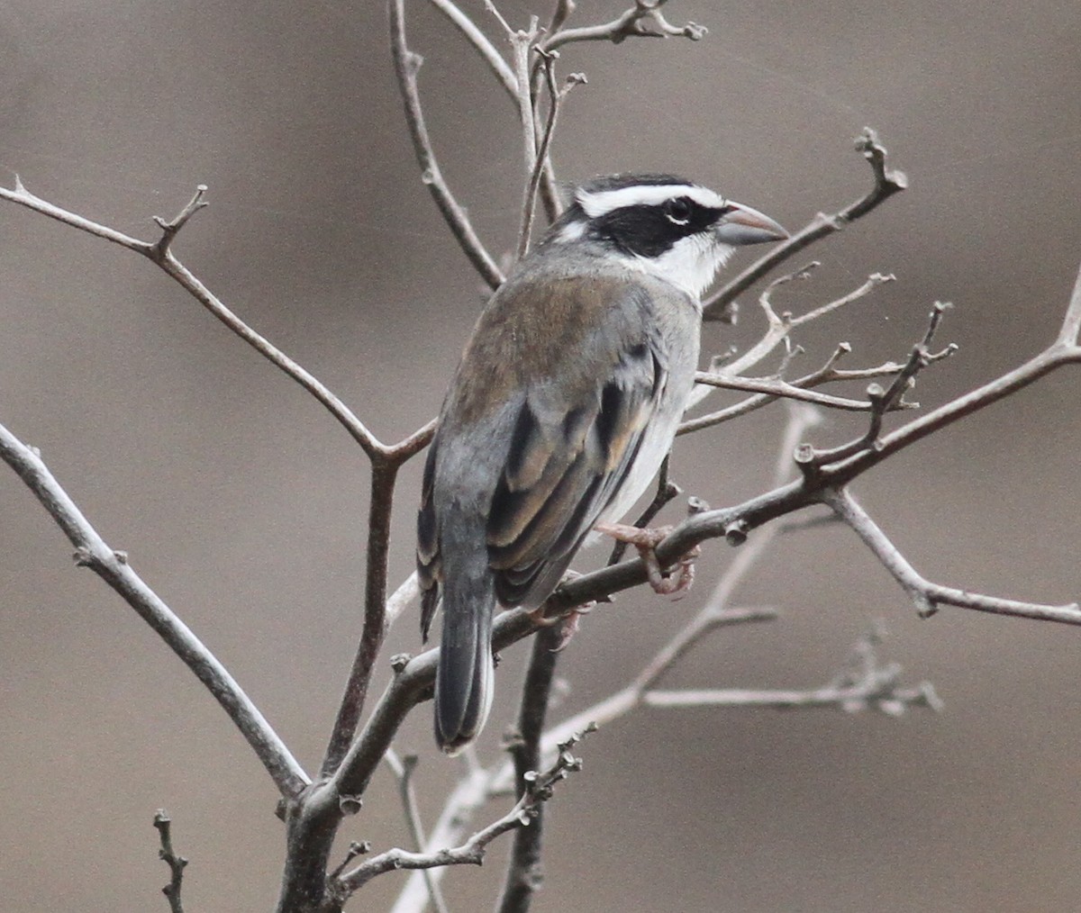 Collared Warbling Finch - Paul Bourdin