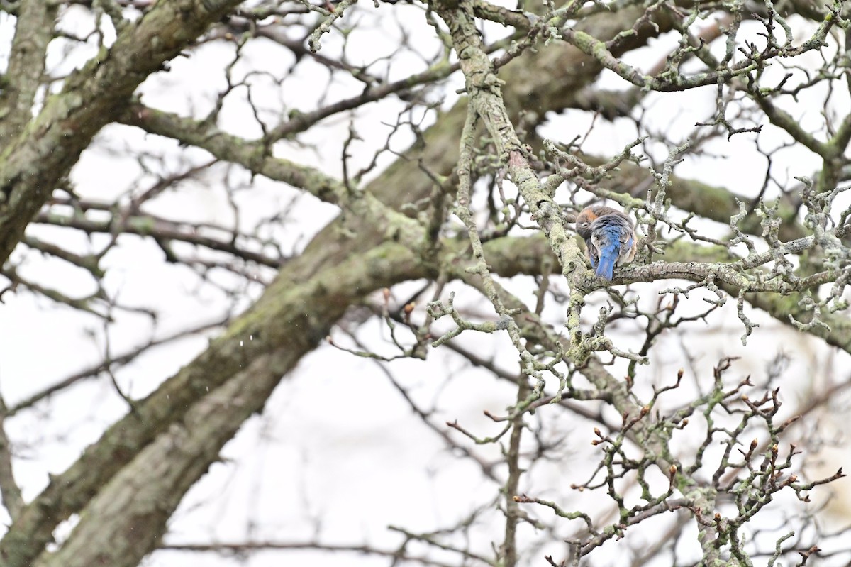 Eastern Bluebird - ML321567471