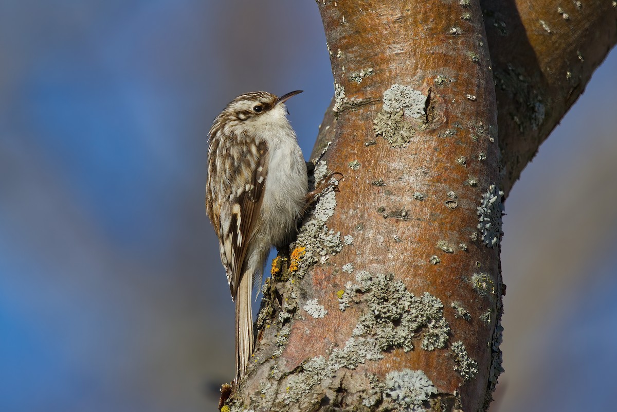 Brown Creeper - ML321568001