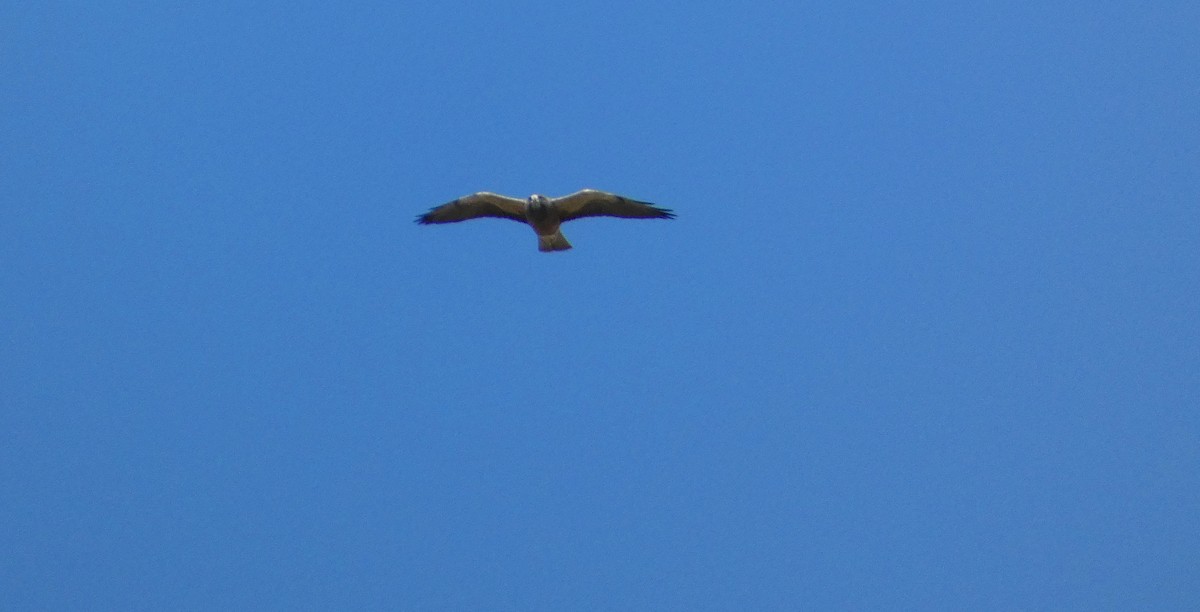 Swainson's Hawk - Brian Nicholas