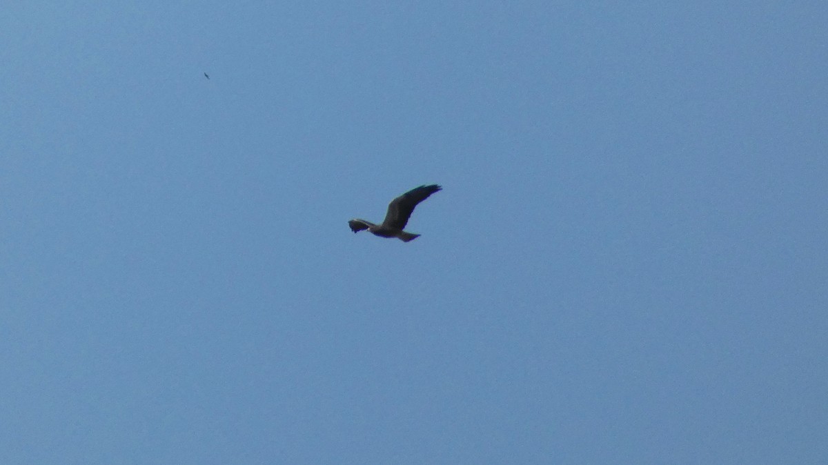 Swainson's Hawk - ML321570421