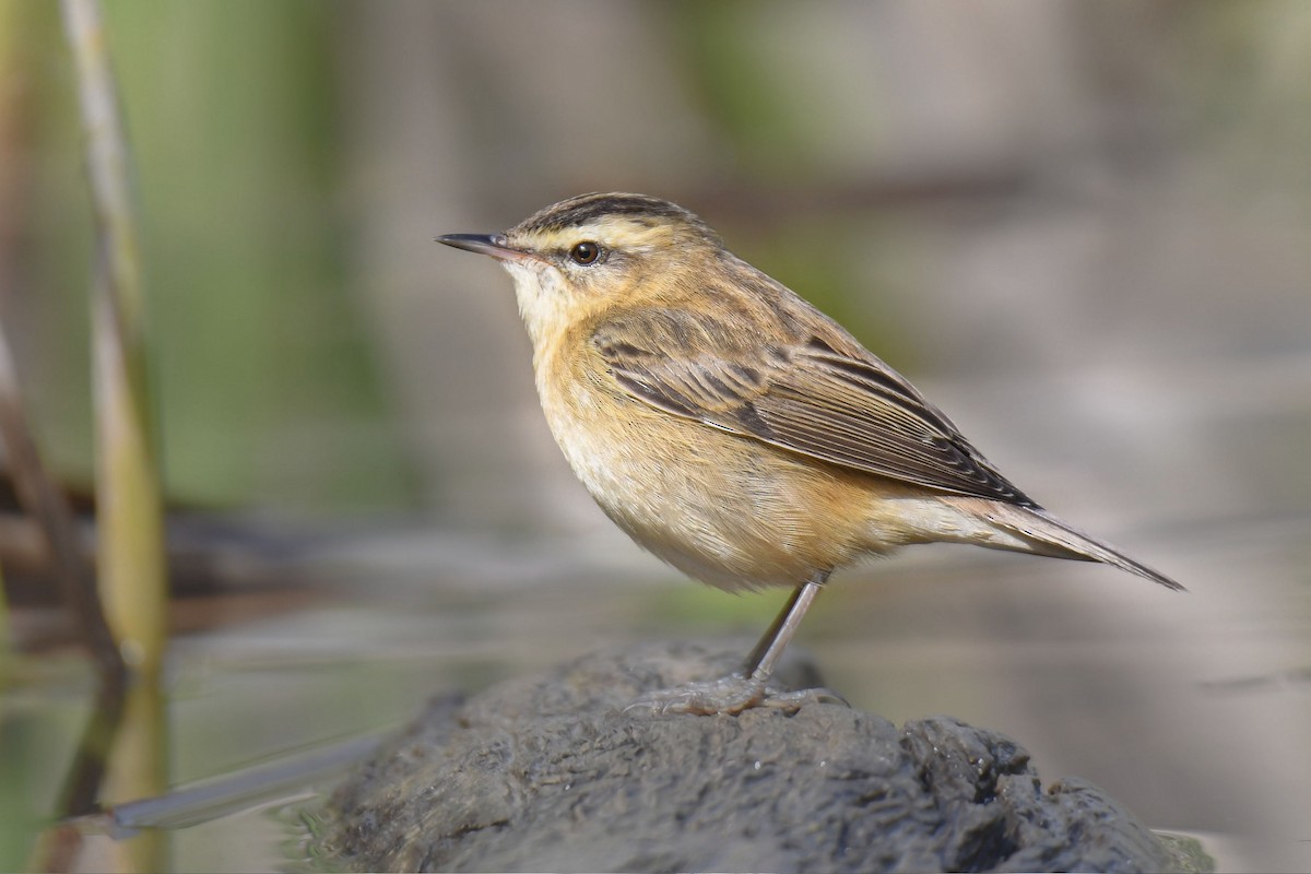 Sedge Warbler - Shachar Hizkiya