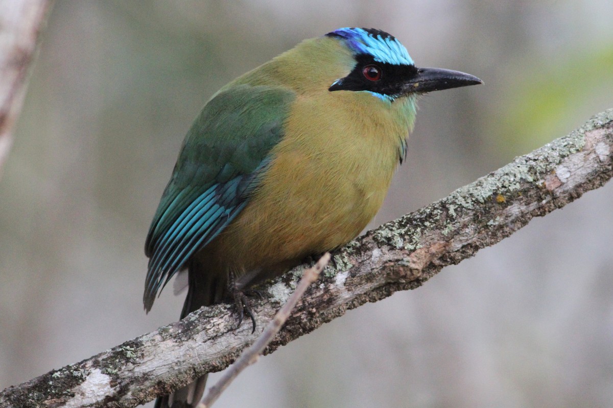 Whooping Motmot (argenticinctus) - ML321571681