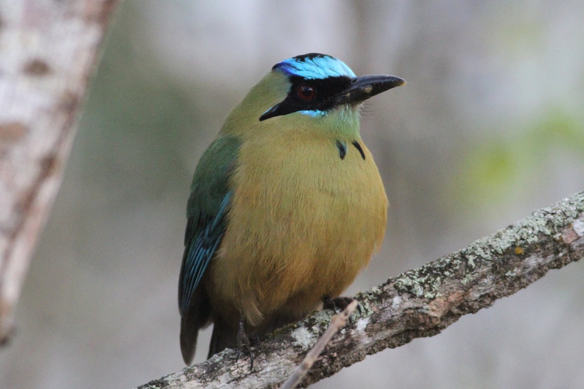 Whooping Motmot (argenticinctus) - ML321571691