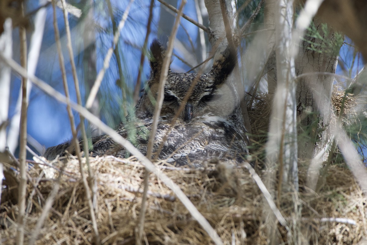 Great Horned Owl - ML321574861