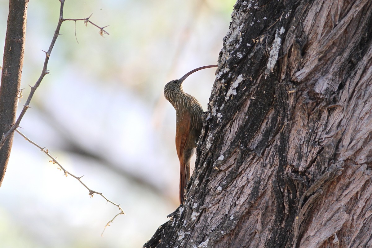 Red-billed Scythebill - ML321574971