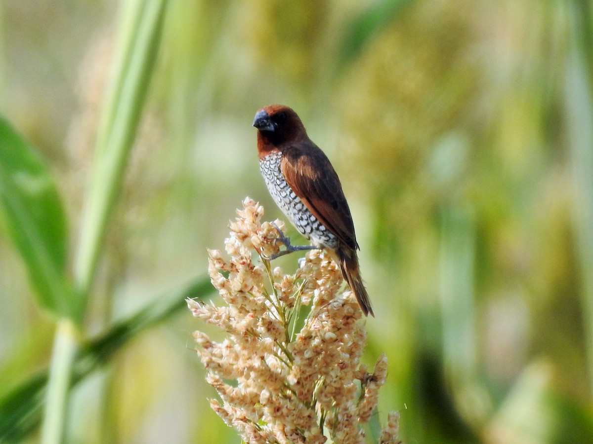 Scaly-breasted Munia - ML321578461