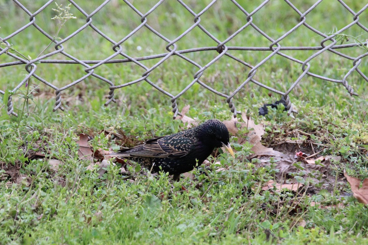 European Starling - ML321578511