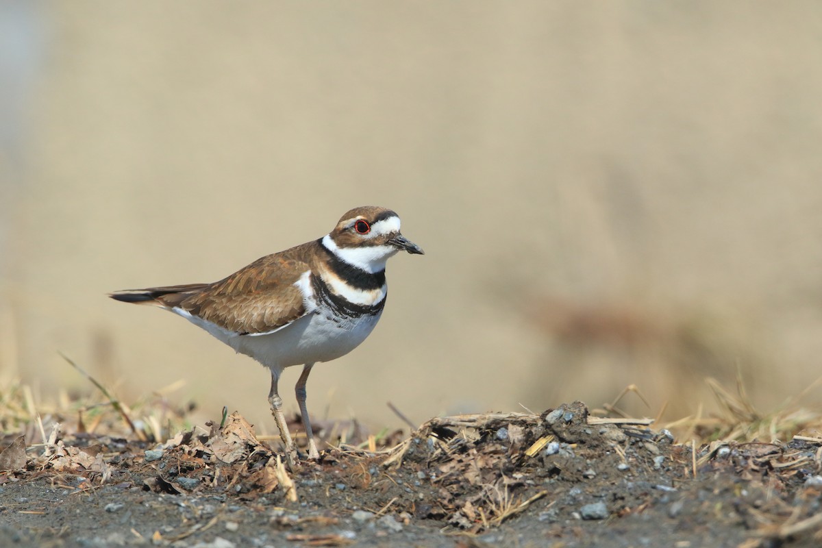 Killdeer - Serge Rivard
