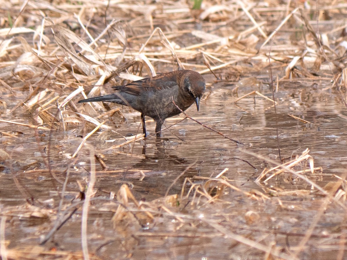 Rusty Blackbird - ML321582001