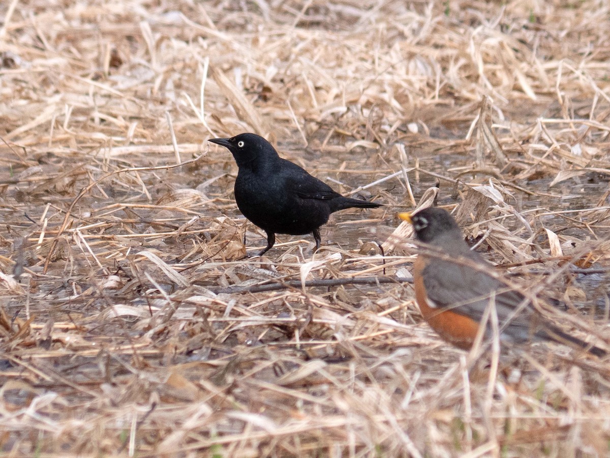 Rusty Blackbird - ML321582231