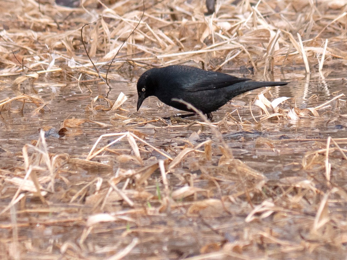 Rusty Blackbird - ML321582341