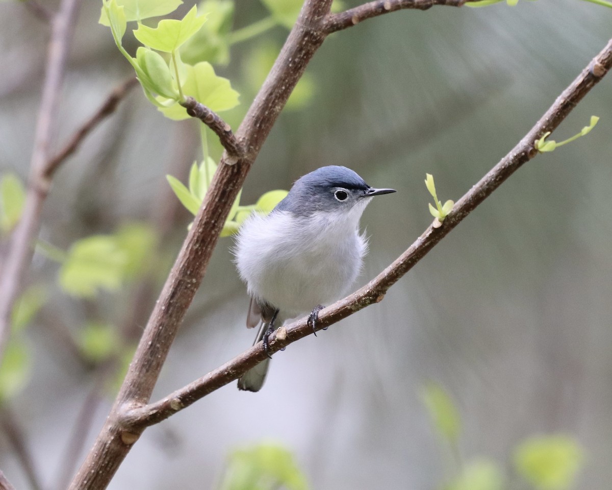 Blue-gray Gnatcatcher - ML321585741