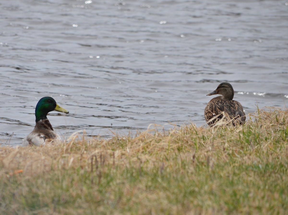 Mallard - S. Andujar