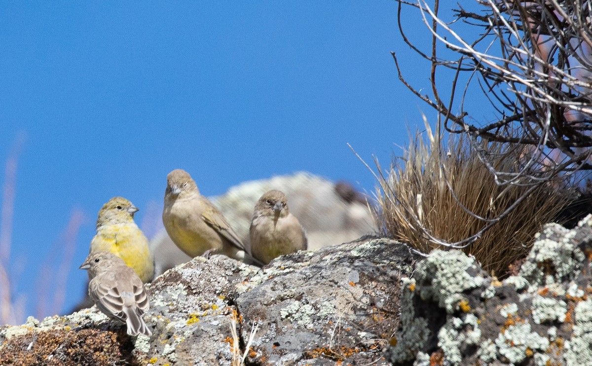 Patagonian Yellow-Finch - ML321587001