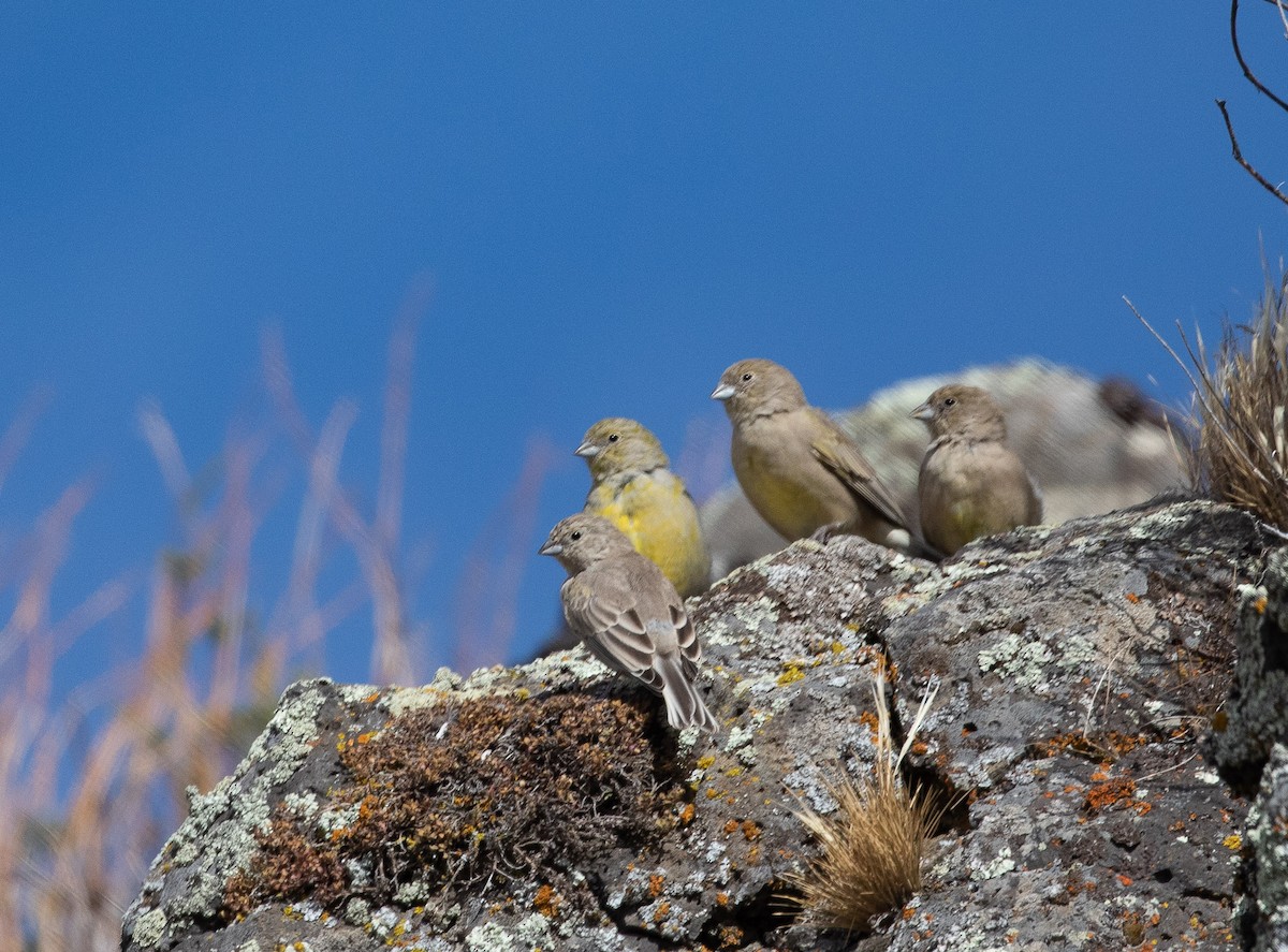 Patagonian Yellow-Finch - ML321587011