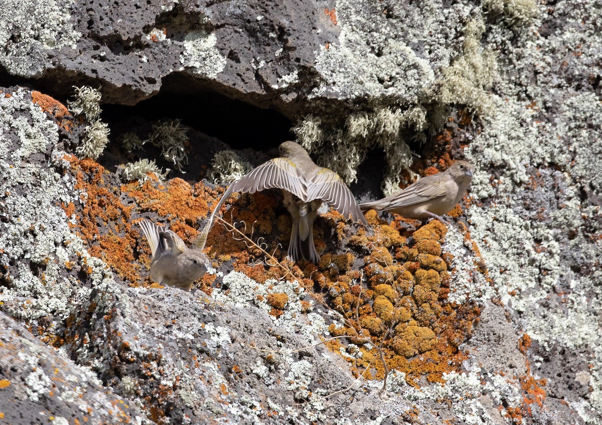 Patagonian Yellow-Finch - ML321587021