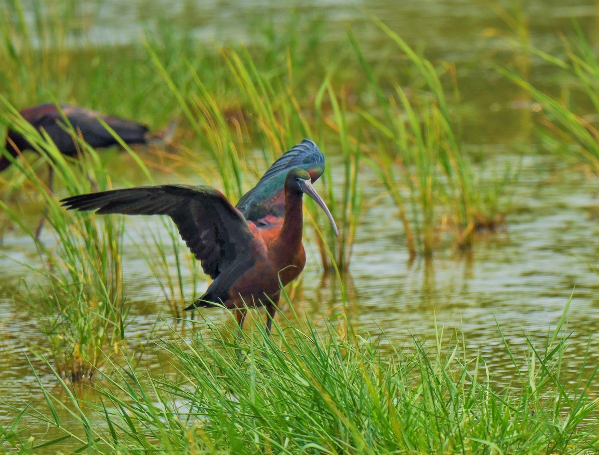 Glossy Ibis - ML321589561