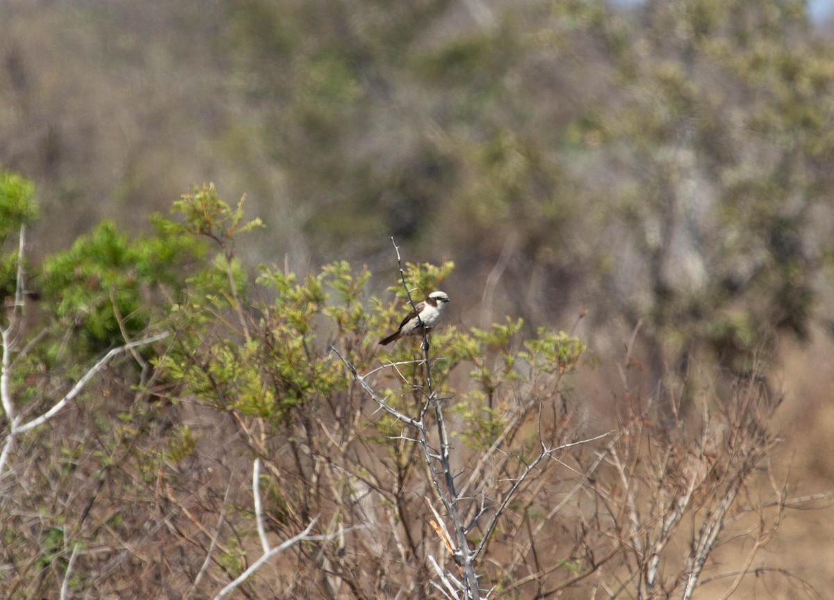 White-crowned Shrike - Michelle Martin