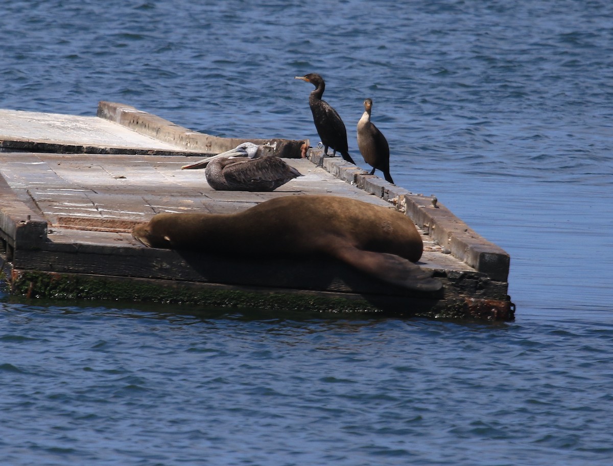 Double-crested Cormorant - ML32159171