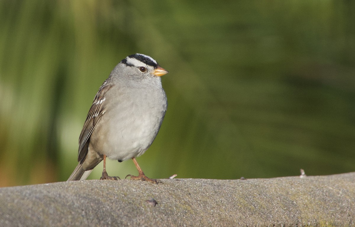 White-crowned Sparrow - ML321592701