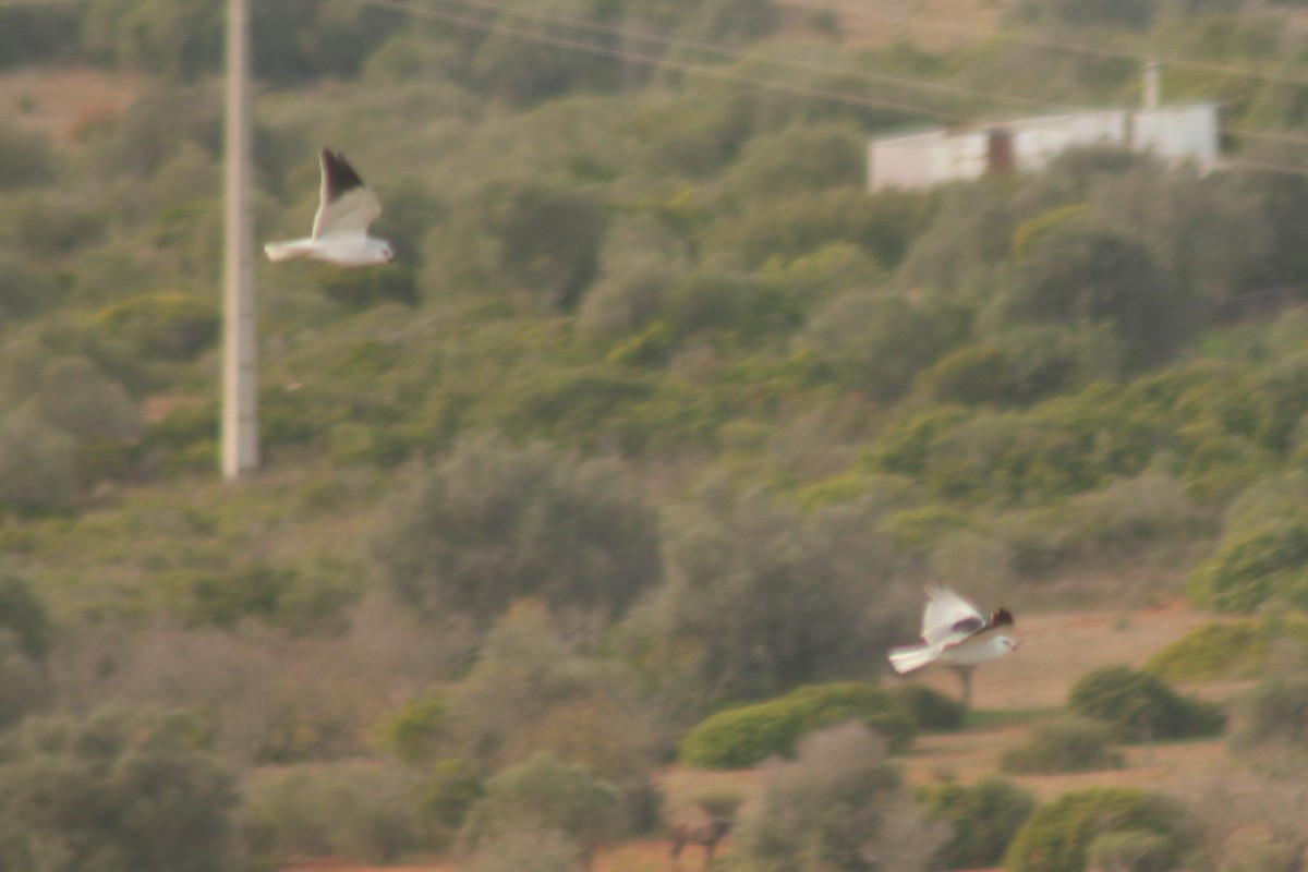 Black-winged Kite - Pedro Cardia