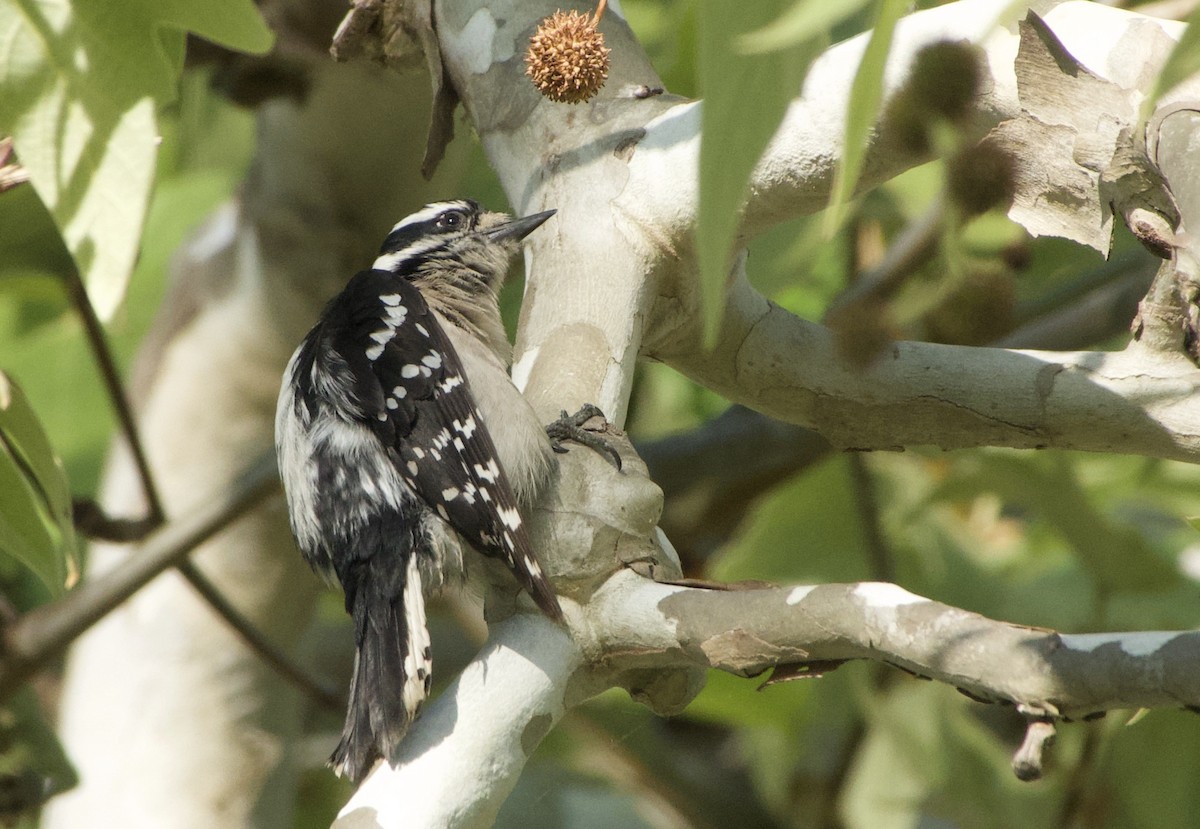 Downy Woodpecker - ML321593321